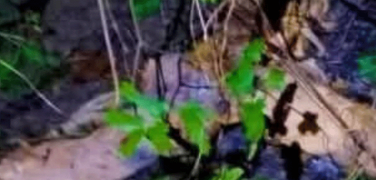প্রধান উপদেষ্টা পদত্যাগ করবেন না: ফাইজ তাইয়েব আহমেদ প্রধান উপদেষ্টা পদত্যাগ করবেন না: ফাইজ তাইয়েব আহমেদ