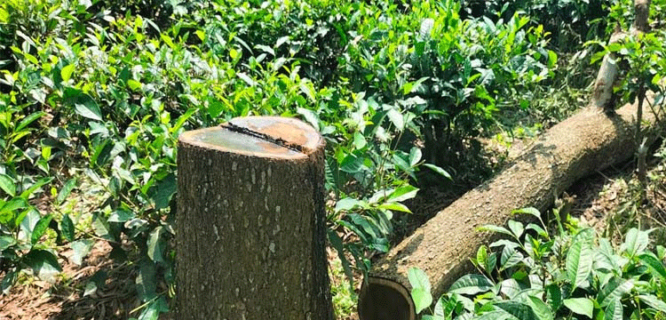 প্রধান উপদেষ্টা পদত্যাগ করবেন না: ফাইজ তাইয়েব আহমেদ