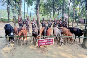 সুনামগঞ্জ সীমান্তে ১২ ভারতীয় গরু আটক