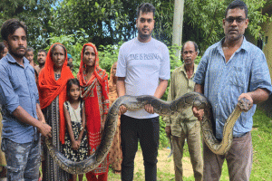 শ্রীমঙ্গলে শ্মশানঘাট থেকে ১৪ ফুট লম্বা অজগর উদ্ধার