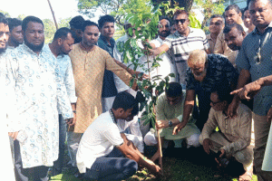 কোম্পানীগঞ্জে ছাত্রদলের বৃক্ষরোপণ কর্মসূচি পালন