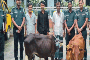 বড়লেখায় চুরি যাওয়া দুটি গরু উদ্ধারসহ ৩ চোর গ্রেফতার
