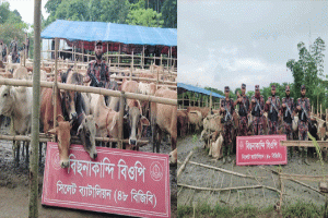 সিলেট সীমান্তে ভারতীয় গরু ও মহিষের বড় চালান আটক