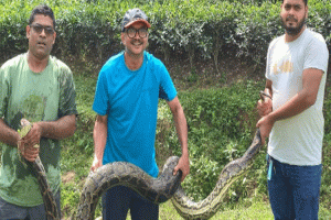 শ্রীমঙ্গলে ১২ ফুট লম্বা অজগর উদ্ধার