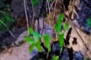 কমলগঞ্জে স্কুলের পাশের জঙ্গল থেকে কঙ্কাল উদ্ধার
