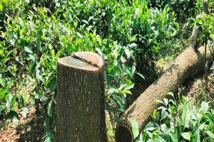 কুলাউড়ায় রাতের আঁধারে চা-বাগান থেকে গাছ চুরির হিড়িক