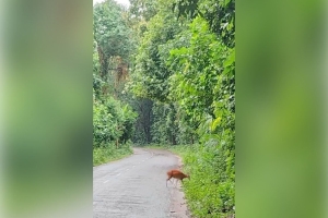 সাতছড়ি উদ্যানে দেখা মিললো হরিণের