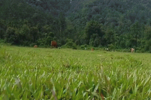 বিনোদন প্রেমীদের ডাকছে জাফলংয়ে ভাইরাল ক্রিকেট মাঠ