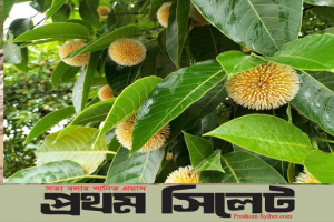 বর্ষার দূত কদমফুল
