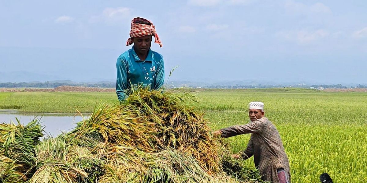প্রধান উপদেষ্টা পদত্যাগ করবেন না: ফাইজ তাইয়েব আহমেদ