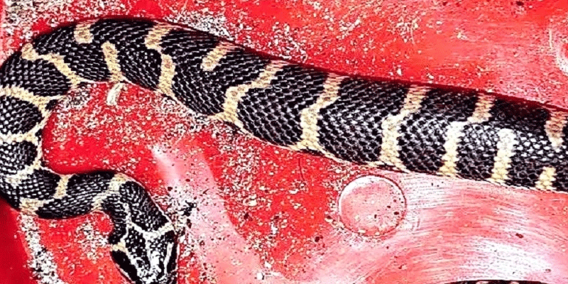 প্রধান উপদেষ্টা পদত্যাগ করবেন না: ফাইজ তাইয়েব আহমেদ