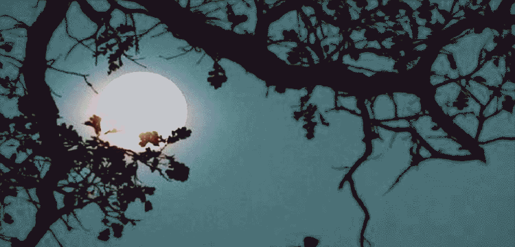 প্রধান উপদেষ্টা পদত্যাগ করবেন না: ফাইজ তাইয়েব আহমেদ