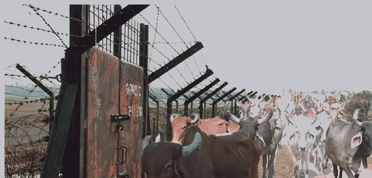 প্রধান উপদেষ্টা পদত্যাগ করবেন না: ফাইজ তাইয়েব আহমেদ