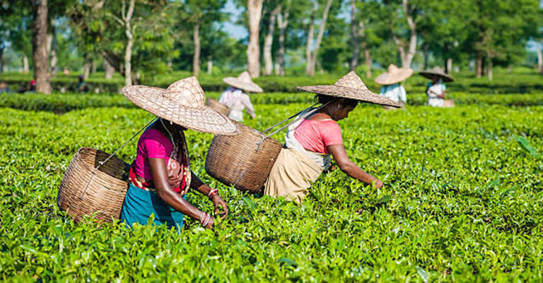প্রধান উপদেষ্টা পদত্যাগ করবেন না: ফাইজ তাইয়েব আহমেদ