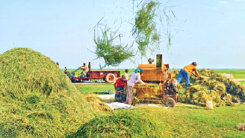 প্রধান উপদেষ্টা পদত্যাগ করবেন না: ফাইজ তাইয়েব আহমেদ