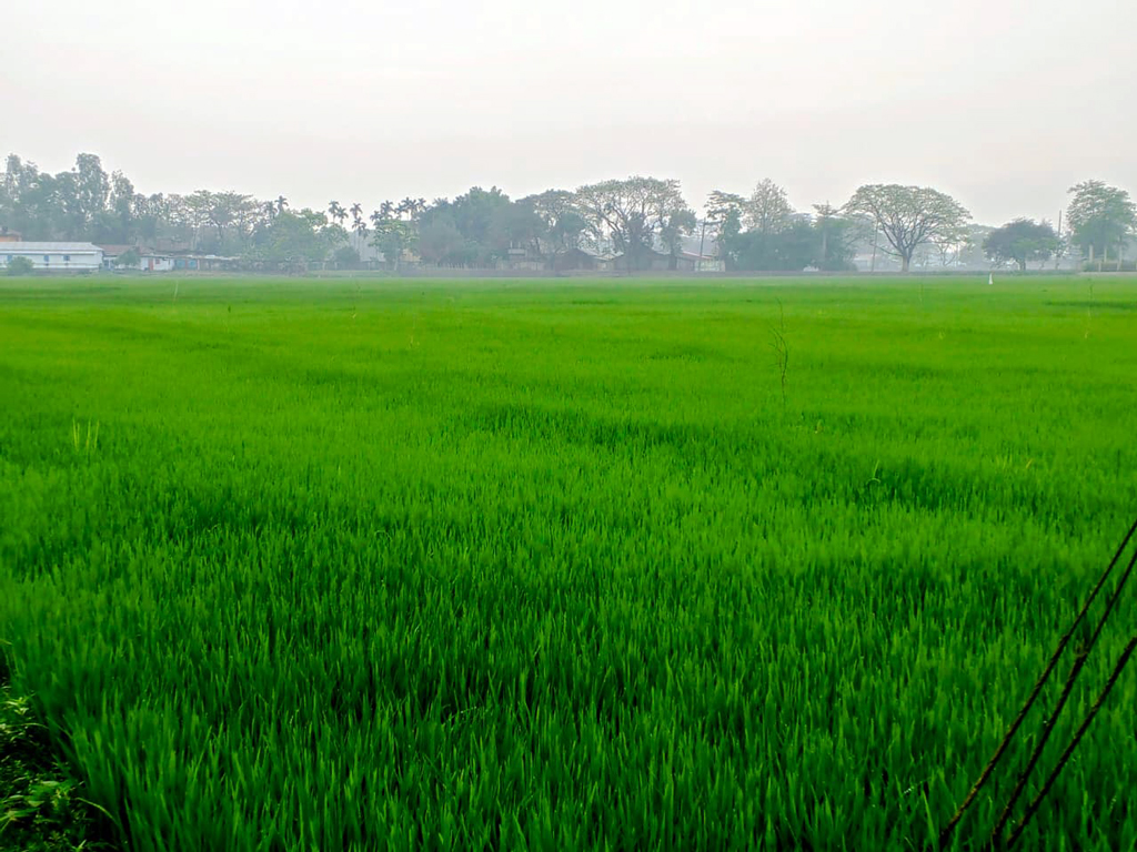 প্রধান উপদেষ্টা পদত্যাগ করবেন না: ফাইজ তাইয়েব আহমেদ