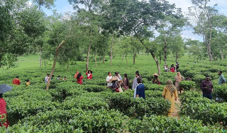 প্রধান উপদেষ্টা পদত্যাগ করবেন না: ফাইজ তাইয়েব আহমেদ