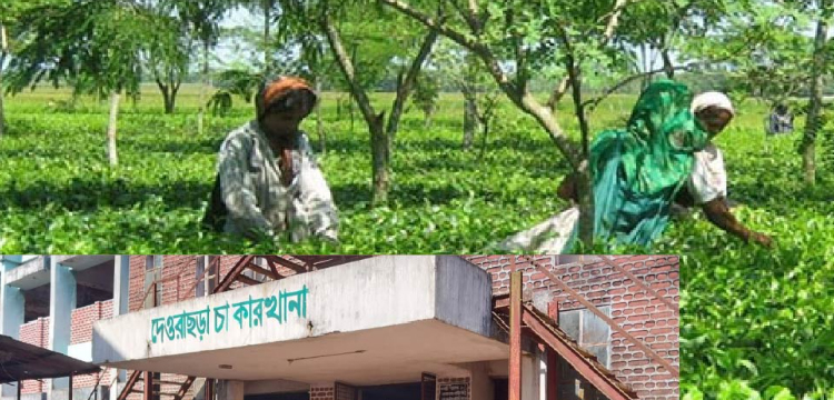 প্রধান উপদেষ্টা পদত্যাগ করবেন না: ফাইজ তাইয়েব আহমেদ