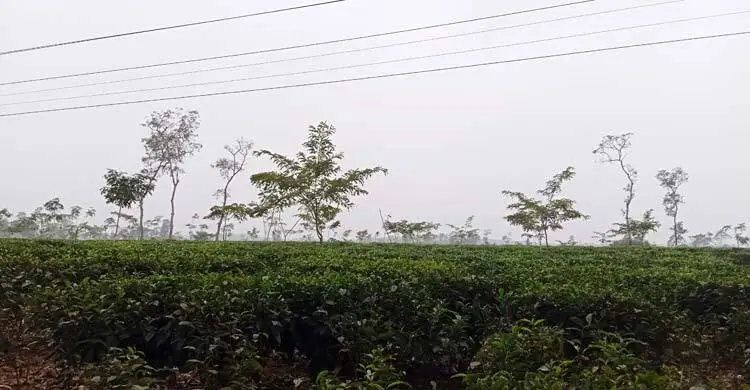 প্রধান উপদেষ্টা পদত্যাগ করবেন না: ফাইজ তাইয়েব আহমেদ