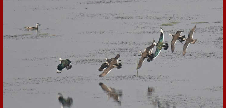 প্রধান উপদেষ্টা পদত্যাগ করবেন না: ফাইজ তাইয়েব আহমেদ