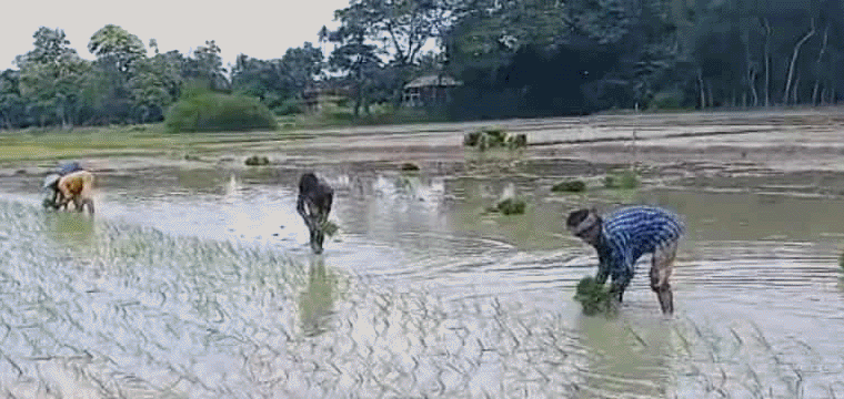 প্রধান উপদেষ্টা পদত্যাগ করবেন না: ফাইজ তাইয়েব আহমেদ