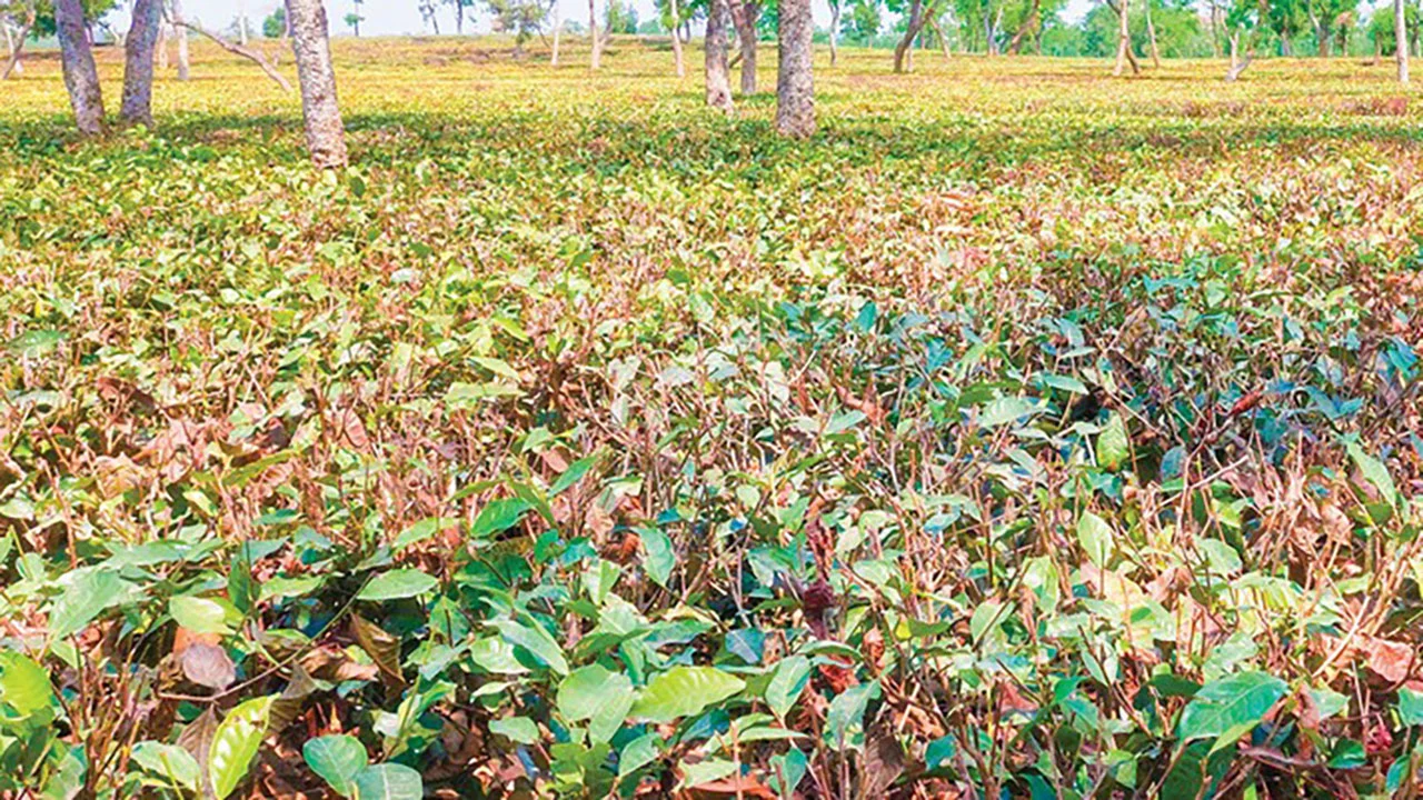 প্রধান উপদেষ্টা পদত্যাগ করবেন না: ফাইজ তাইয়েব আহমেদ