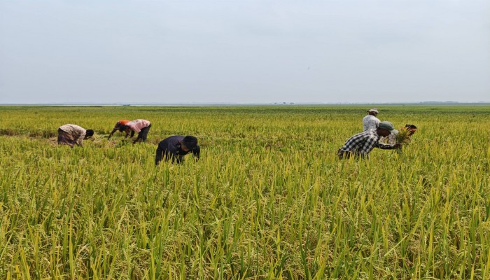 প্রধান উপদেষ্টা পদত্যাগ করবেন না: ফাইজ তাইয়েব আহমেদ