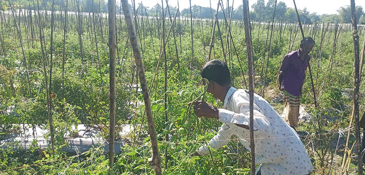 প্রধান উপদেষ্টা পদত্যাগ করবেন না: ফাইজ তাইয়েব আহমেদ