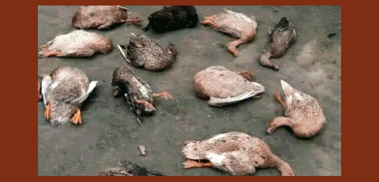 প্রধান উপদেষ্টা পদত্যাগ করবেন না: ফাইজ তাইয়েব আহমেদ