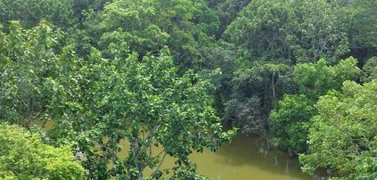 প্রধান উপদেষ্টা পদত্যাগ করবেন না: ফাইজ তাইয়েব আহমেদ