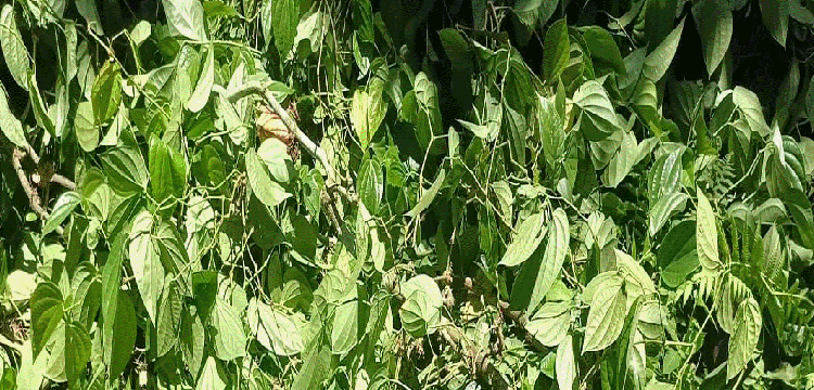 প্রধান উপদেষ্টা পদত্যাগ করবেন না: ফাইজ তাইয়েব আহমেদ