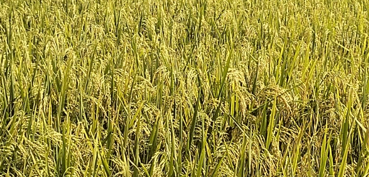 প্রধান উপদেষ্টা পদত্যাগ করবেন না: ফাইজ তাইয়েব আহমেদ