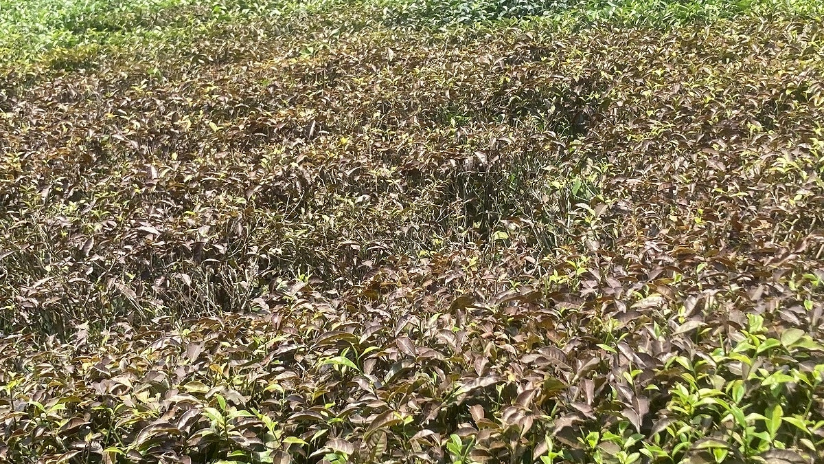 প্রধান উপদেষ্টা পদত্যাগ করবেন না: ফাইজ তাইয়েব আহমেদ