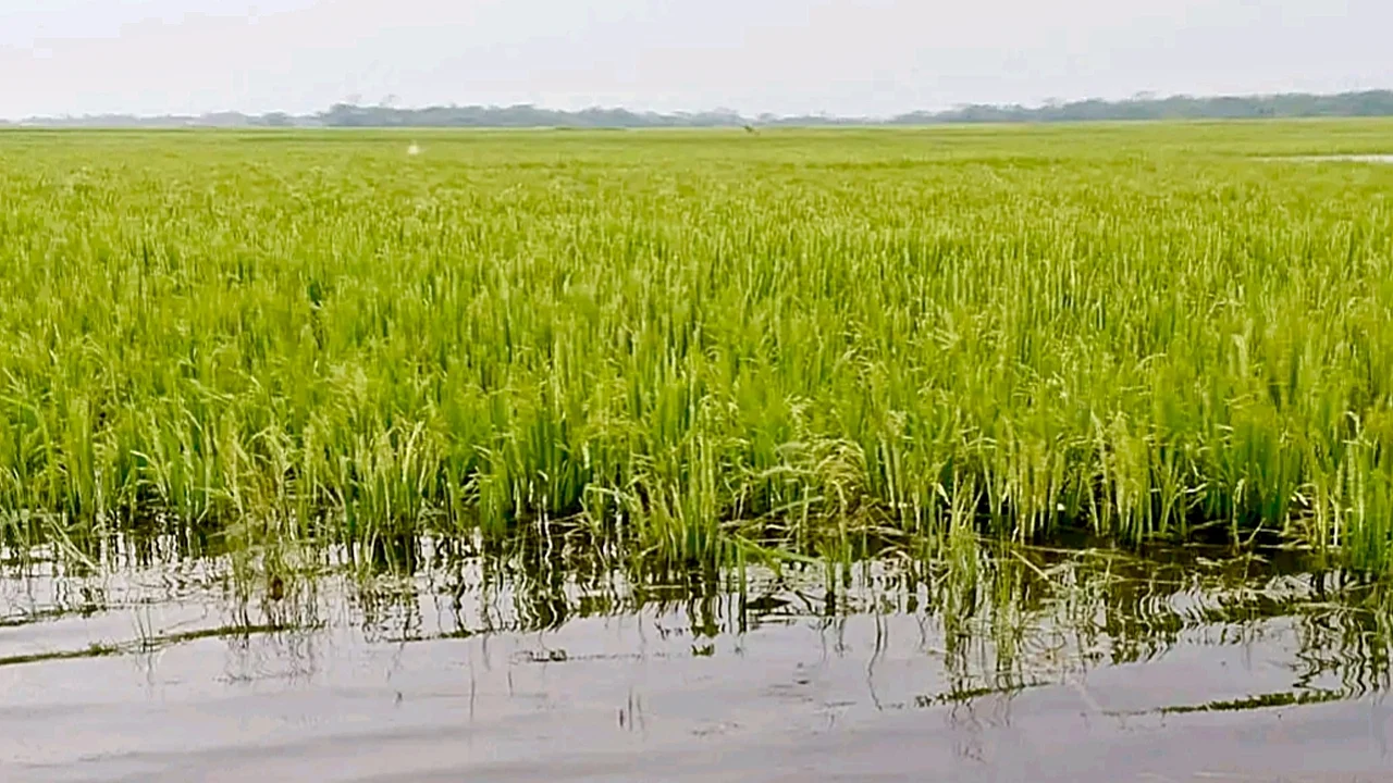 প্রধান উপদেষ্টা পদত্যাগ করবেন না: ফাইজ তাইয়েব আহমেদ