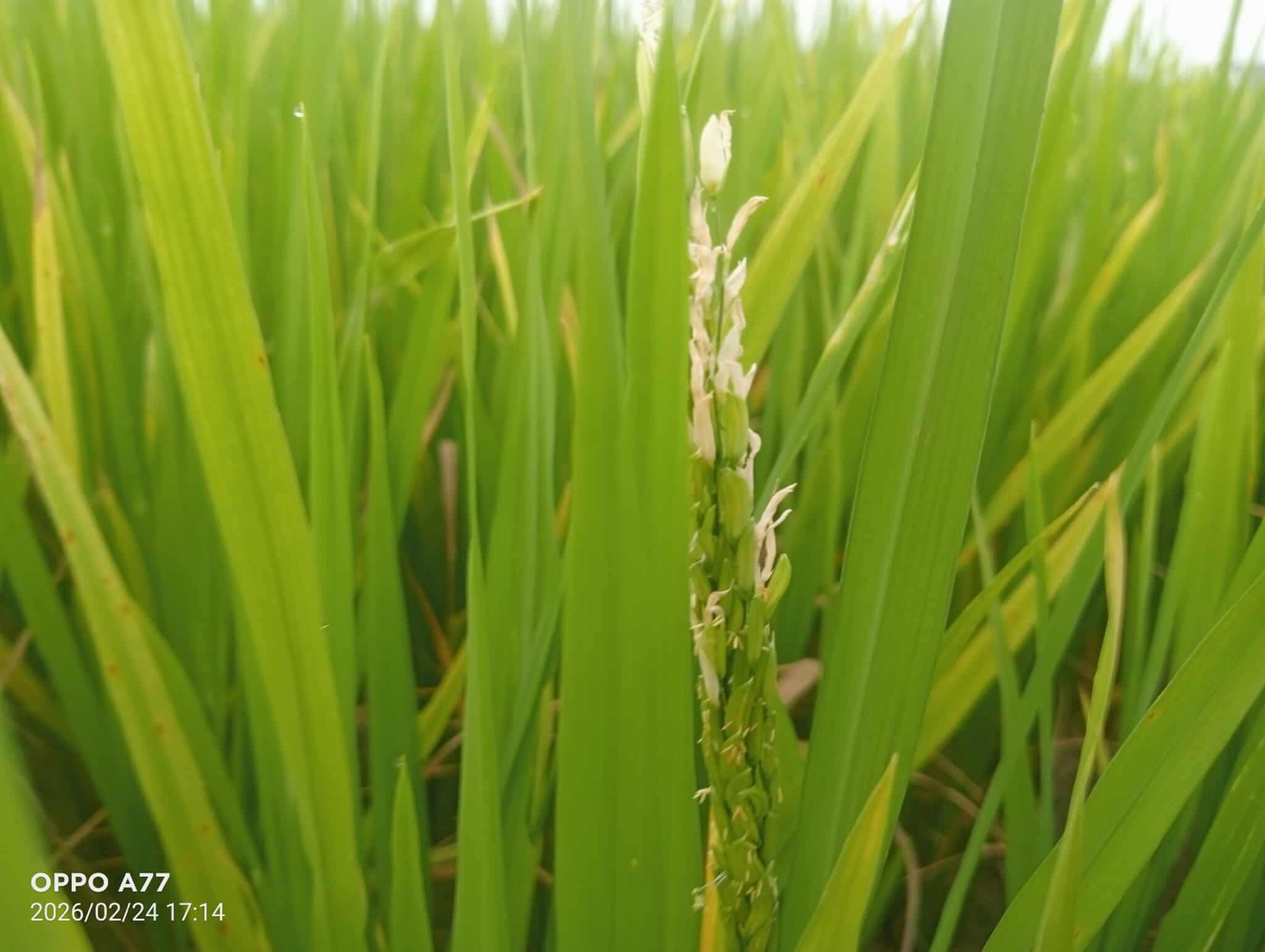 প্রধান উপদেষ্টা পদত্যাগ করবেন না: ফাইজ তাইয়েব আহমেদ