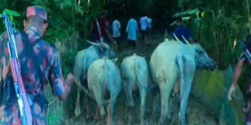 প্রধান উপদেষ্টা পদত্যাগ করবেন না: ফাইজ তাইয়েব আহমেদ