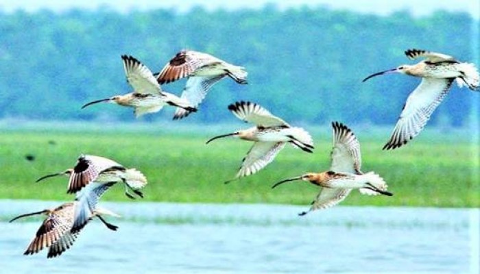 প্রধান উপদেষ্টা পদত্যাগ করবেন না: ফাইজ তাইয়েব আহমেদ