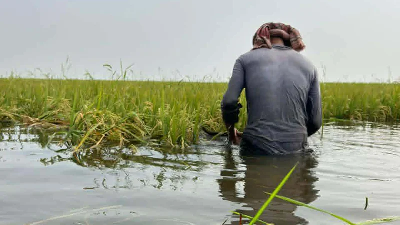 প্রধান উপদেষ্টা পদত্যাগ করবেন না: ফাইজ তাইয়েব আহমেদ