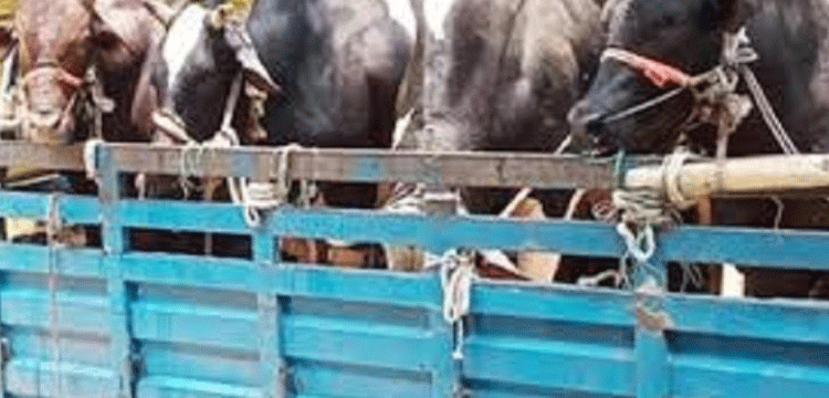 প্রধান উপদেষ্টা পদত্যাগ করবেন না: ফাইজ তাইয়েব আহমেদ