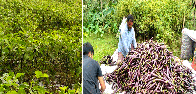 প্রধান উপদেষ্টা পদত্যাগ করবেন না: ফাইজ তাইয়েব আহমেদ
