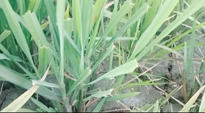 প্রধান উপদেষ্টা পদত্যাগ করবেন না: ফাইজ তাইয়েব আহমেদ