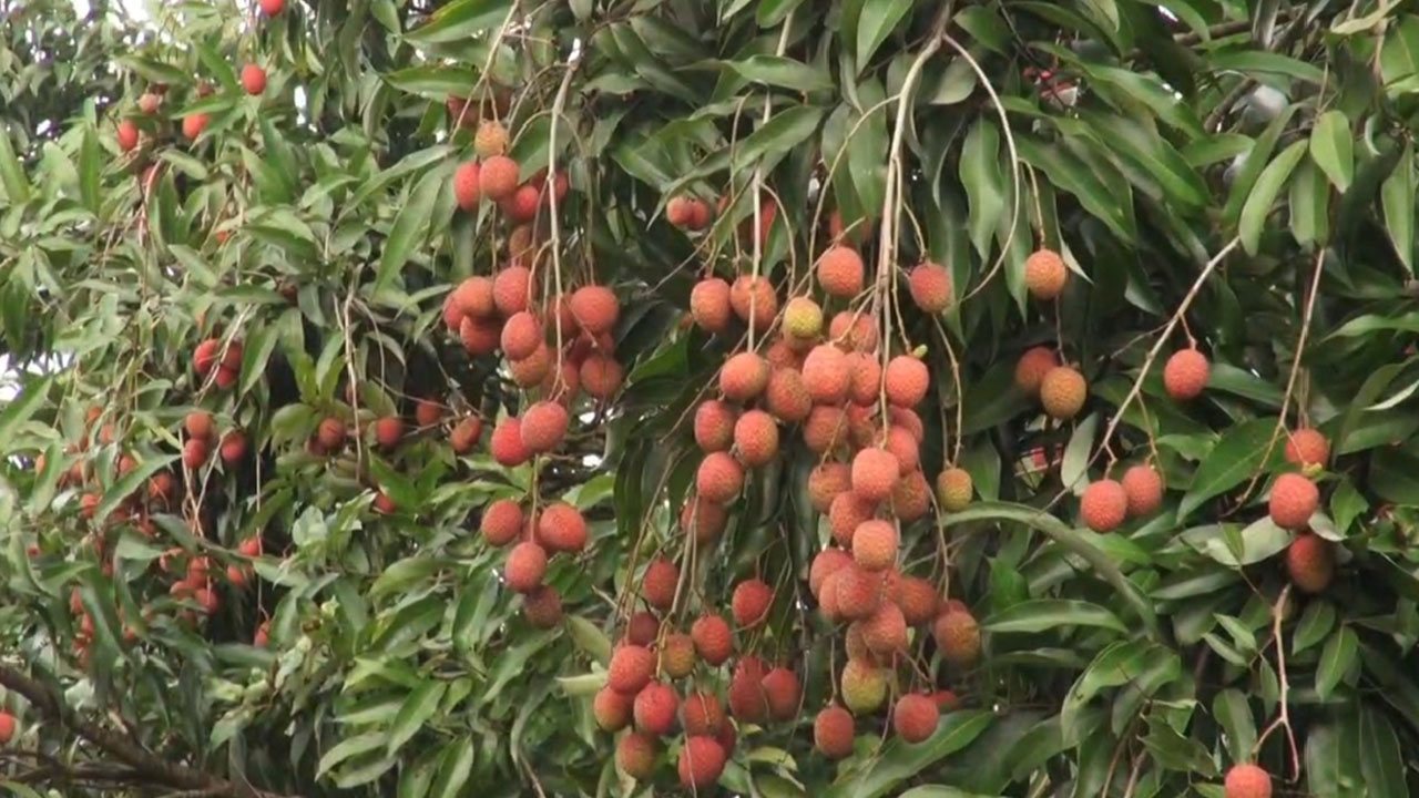 প্রধান উপদেষ্টা পদত্যাগ করবেন না: ফাইজ তাইয়েব আহমেদ