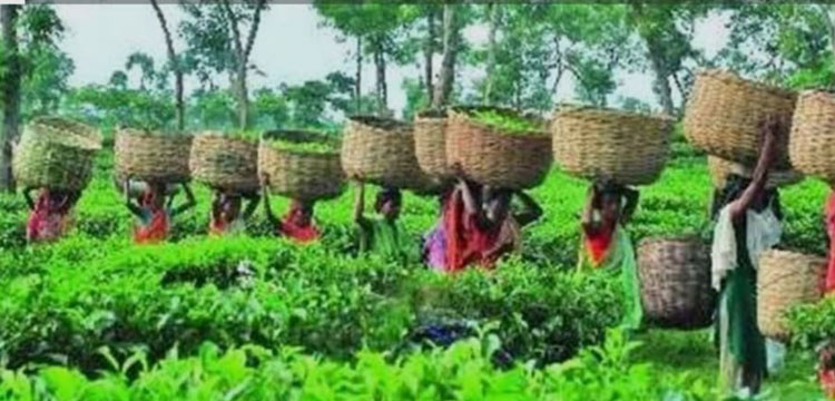 প্রধান উপদেষ্টা পদত্যাগ করবেন না: ফাইজ তাইয়েব আহমেদ