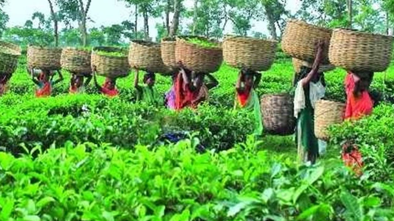 প্রধান উপদেষ্টা পদত্যাগ করবেন না: ফাইজ তাইয়েব আহমেদ