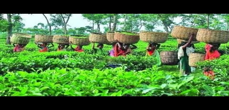 প্রধান উপদেষ্টা পদত্যাগ করবেন না: ফাইজ তাইয়েব আহমেদ