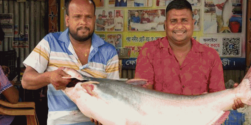 প্রধান উপদেষ্টা পদত্যাগ করবেন না: ফাইজ তাইয়েব আহমেদ