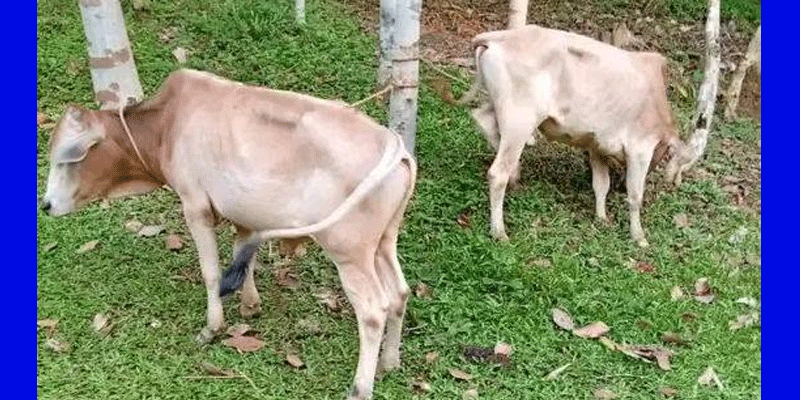 প্রধান উপদেষ্টা পদত্যাগ করবেন না: ফাইজ তাইয়েব আহমেদ