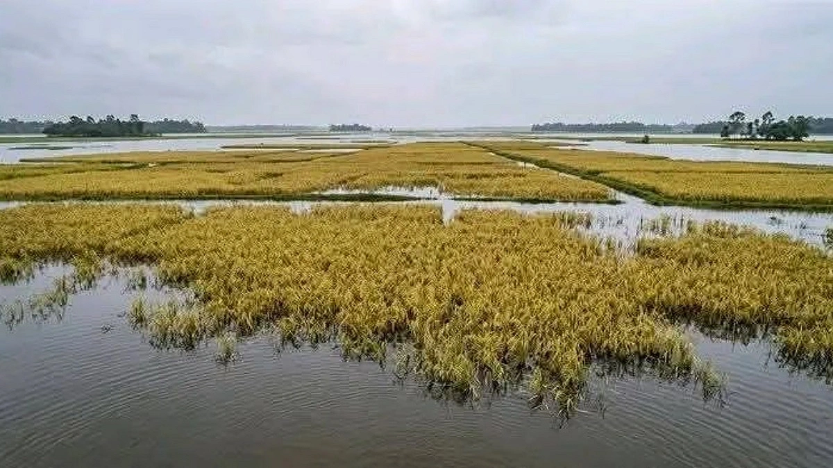 প্রধান উপদেষ্টা পদত্যাগ করবেন না: ফাইজ তাইয়েব আহমেদ