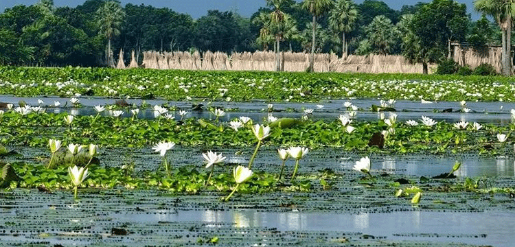 প্রধান উপদেষ্টা পদত্যাগ করবেন না: ফাইজ তাইয়েব আহমেদ