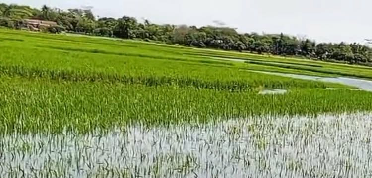 প্রধান উপদেষ্টা পদত্যাগ করবেন না: ফাইজ তাইয়েব আহমেদ